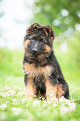 German shepherd puppy sitting on the lawn