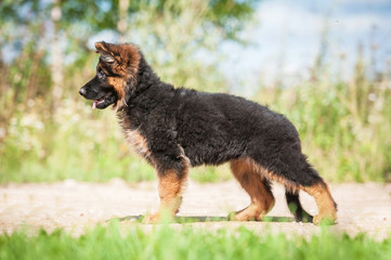 German shepherd puppy 