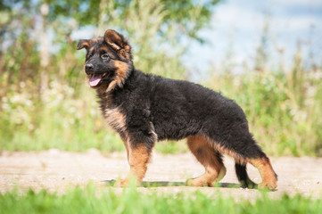 German shepherd puppy 