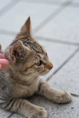 仔猫なのらねこ