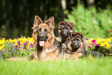 German shepherd dog with little puppies