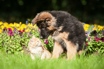 German shepherd puppy kissing little kitten