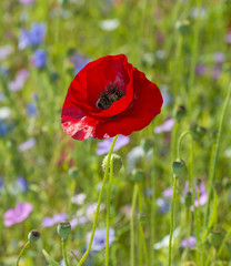 summer meadow with red poppy