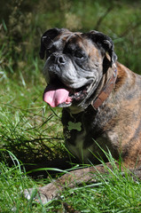 Brindle boxer dog