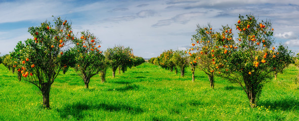 Naklejka premium orange trees plantations