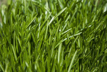 Fototapeta na wymiar Green grass close up. Young green sprout.