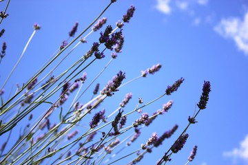 Lavender under blue sky with white clouds