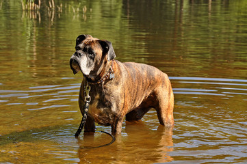 Brindle boxer dog on water