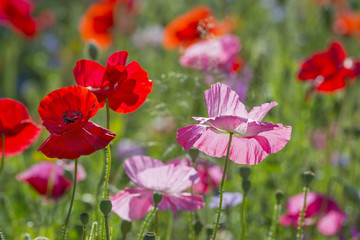 summer meadow with red poppies