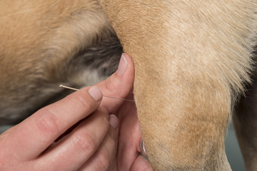 Nahaufnahme einer Akkupunktur bei einem Hund in der Tierarztpraxis, Alternative Medizin für Tiere