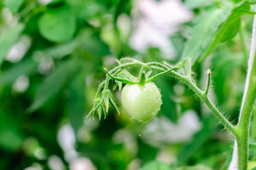 Harvesting of ripe green and red tomatoes