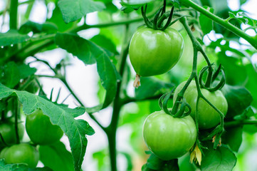Harvesting of ripe green and red tomatoes