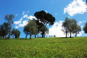 Green meadow under blue sky in summer in Bellagio in Lombardy Italy
