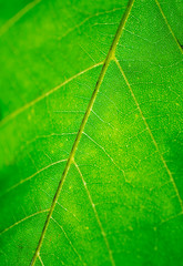 Macro of a green leaf