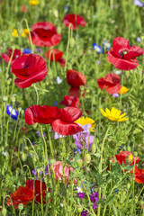 Fototapeta premium letnia łąka z czerwonymi makami