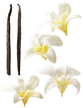 Vanilla flowers aromatic, fresh vanila flower and stick on white background for ingredient label.