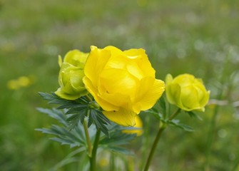 Obraz premium Globe flowers (Trollius europaeus)