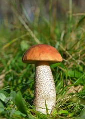 Boletus Edulis mushroom at the forest