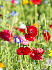 Fototapeta premium summer meadow with red poppies