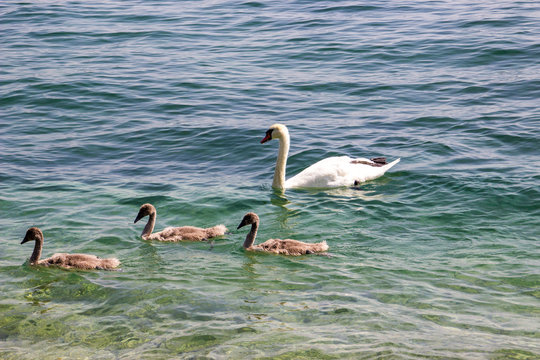 Schwanfamilie schwimmt im Gardasee