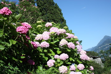 Hydrangea flowers at Lake Como in Lombardy Italy