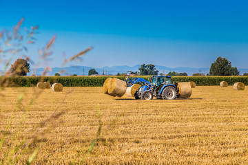hay round bales lift by farm tractor