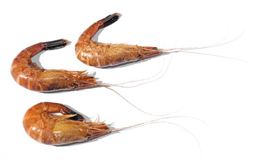shrimps close up on white background