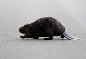 The North American beaver is going across the road