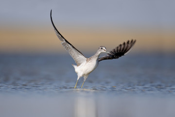 Common Greenshank take-off from the shallow water. Manych lake, Kalmykia, Russia.