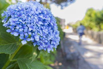 Hortensia.