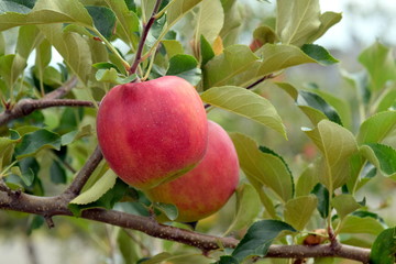 summer apple   Shinano-red