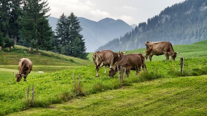 Allg&auml;uer Braunvieh