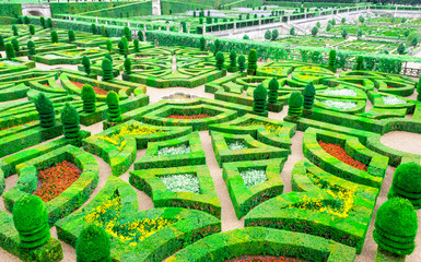 garden with many different kinds of boxwood