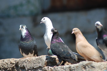Güvercinler - İstanbul