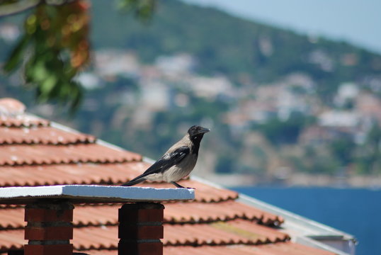 Karga - İstanbul