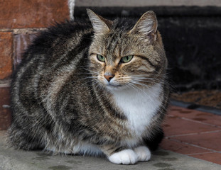 Tabby Cat