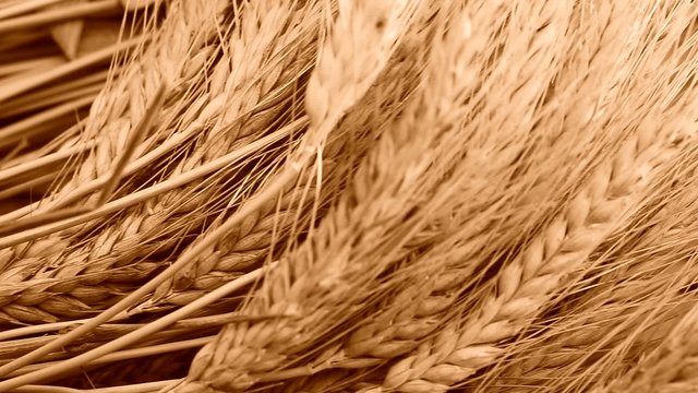 still life with wheat and barley, shot with slider,color shade