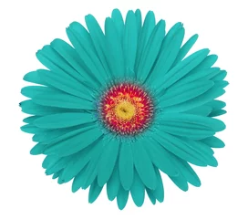 Foto auf Acrylglas Antireflex türkisfarbene Gerbera-Blume © Liliia