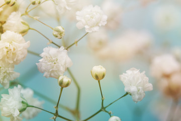 White flower on blue background. Soft focus.