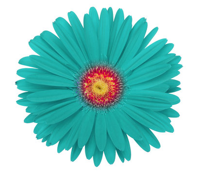 Fototapeta turquoise gerbera flower