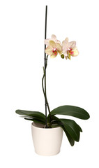 yellow orchid flowers in pot isolated on white background