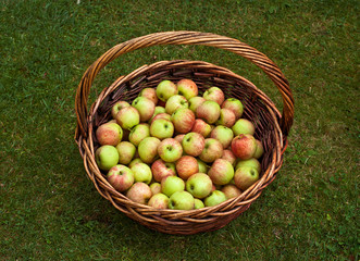 Fototapeta Kosz jabłek obraz