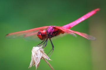 Fototapeta na wymiar Dragonfly in nature