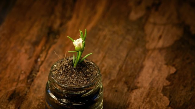 Timelapse close up white pigweed fresh to wither on soil in glass bottle on old grunge hard wood texture.