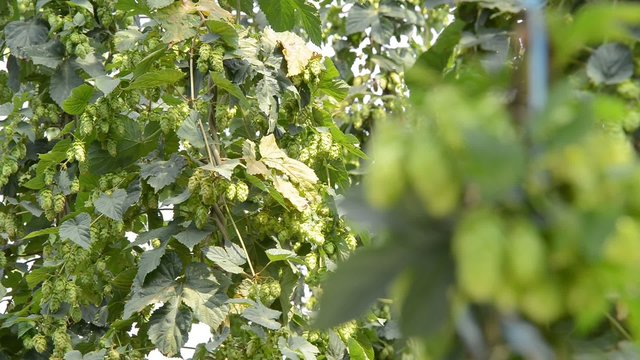 hop cones in the hop garden,rack focus,ral time