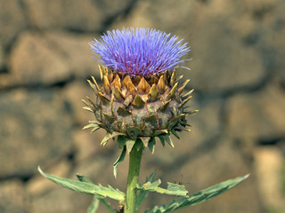 Artichoke thistle (Cynara cardunculus) in bloom against stonewall