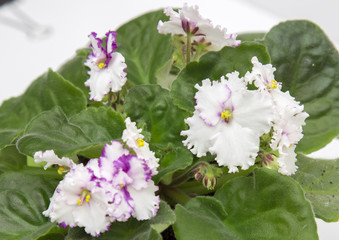 flower on the white background