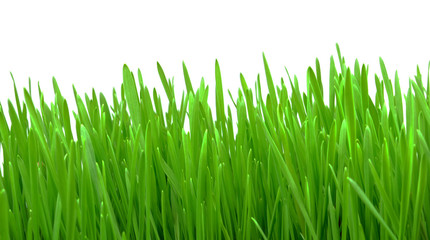 Fototapeta na wymiar wheat grass isolated on white background