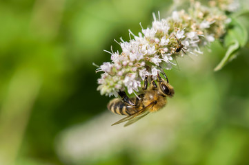 Flowers of mint and bee