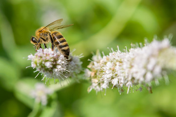 Flowers of mint and bee